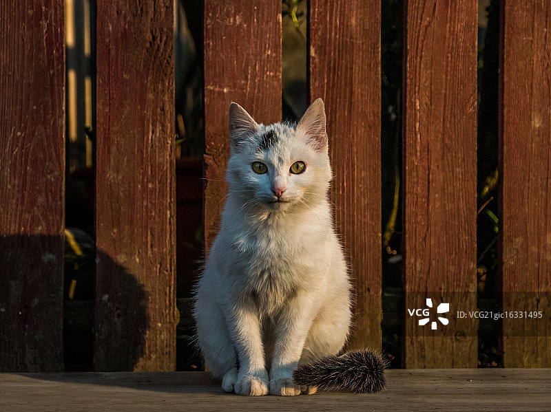 白色流浪猫坐在篱笆附近，布科维纳，罗马尼亚图片素材