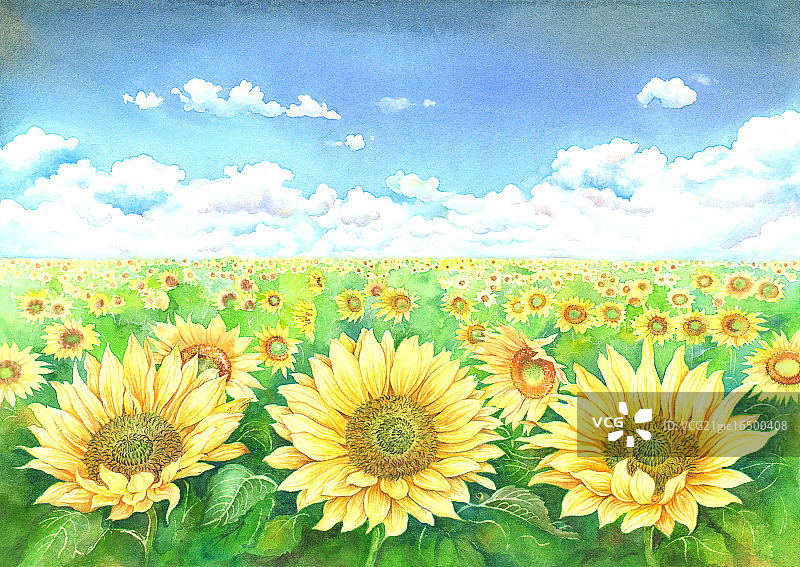 水彩画,向日葵,花,图片素材