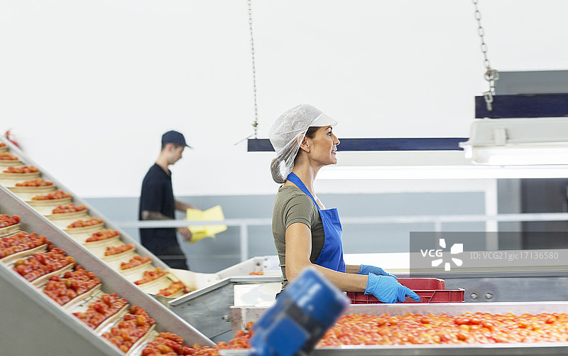 在食品加工厂搬运一箱西红柿的工人图片素材