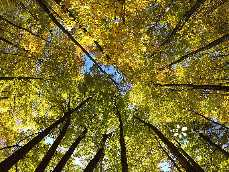 仰拍秋天的树图片素材