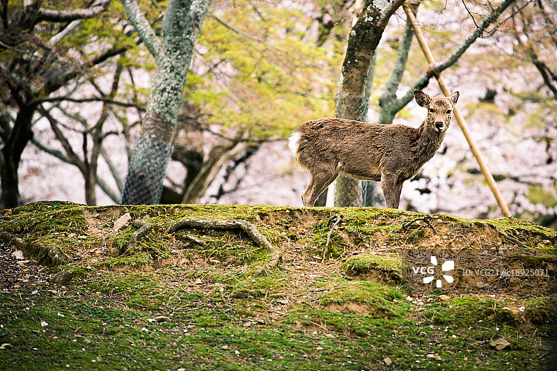 奈良的小鹿图片素材