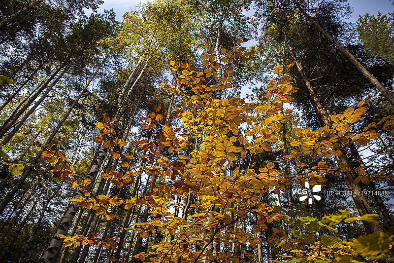 丰富多彩的秋天树叶图片素材