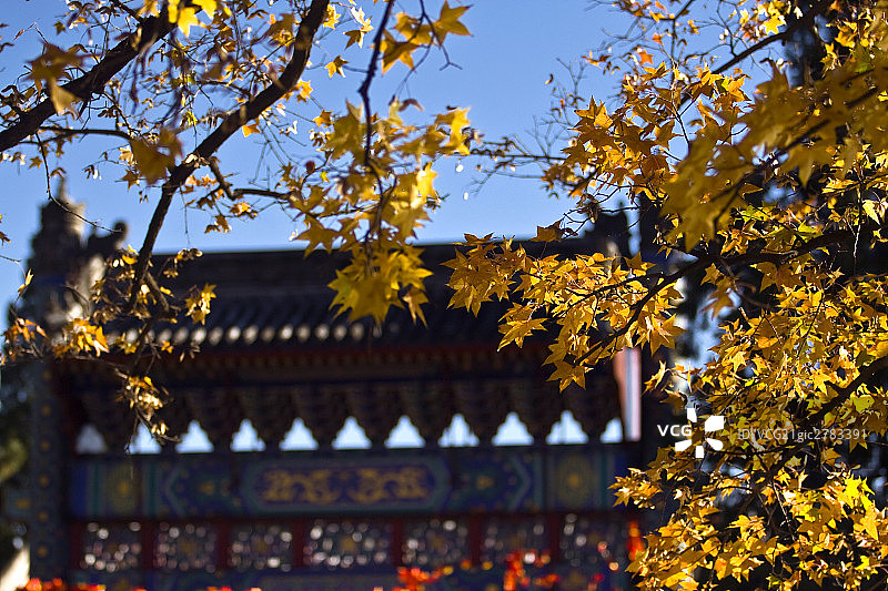 北京香山秋天的枫树图片素材