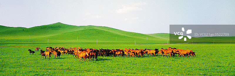 草原上马群图片素材