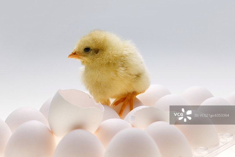 一只小鸡站在鸡蛋上图片素材