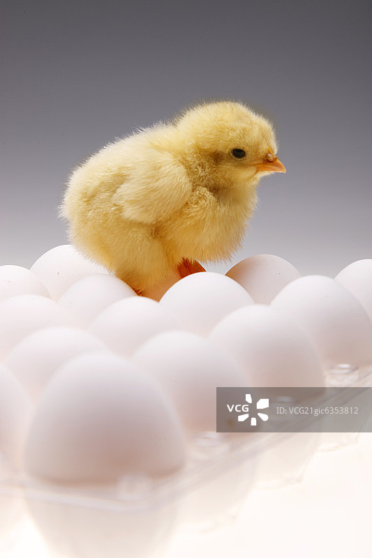 一只小鸡站在鸡蛋上图片素材