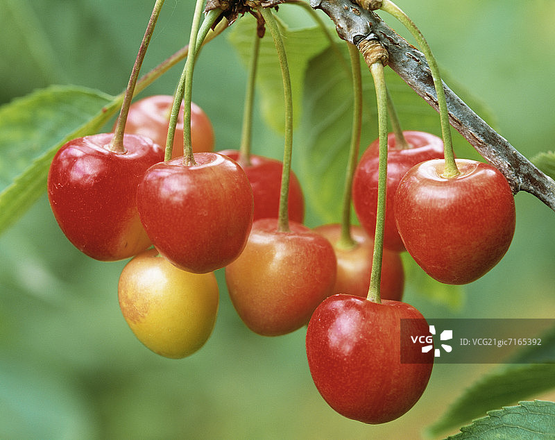 日本北海道Biei种植樱桃图片素材