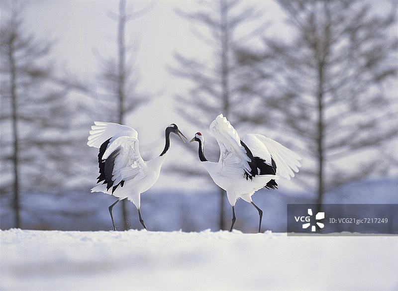 雪景中的日本鹤图片素材