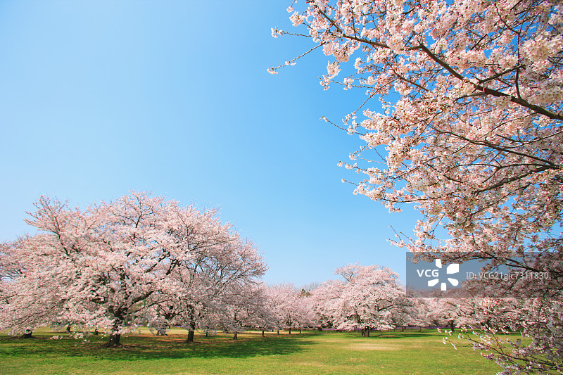 樱桃树草坪和蓝天图片素材