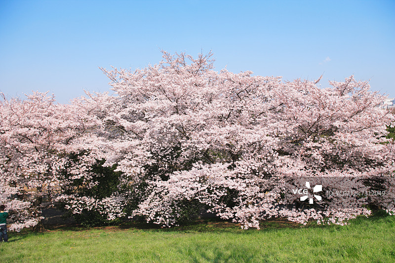 樱桃树草坪和蓝天图片素材