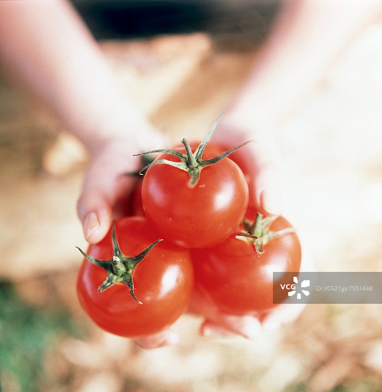 西红柿，女人手里拿着图片素材