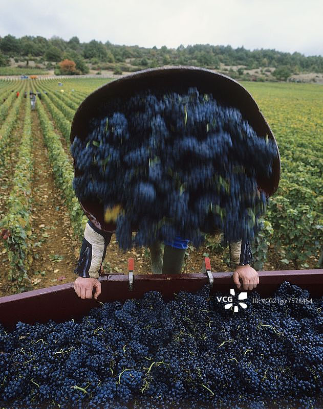 法国勃艮第，葡萄采摘者正在清空篮子里的红酒葡萄图片素材