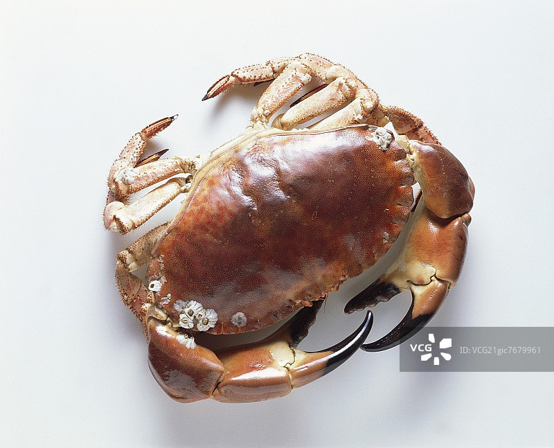 一种煮熟的普通可食螃蟹图片素材