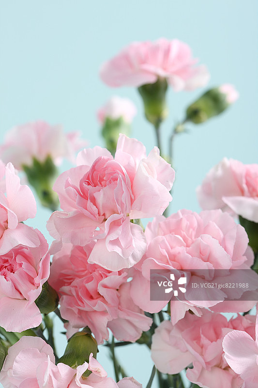 康乃馨花束的特写图片素材