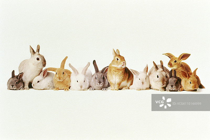 一排一排的兔子图片素材
