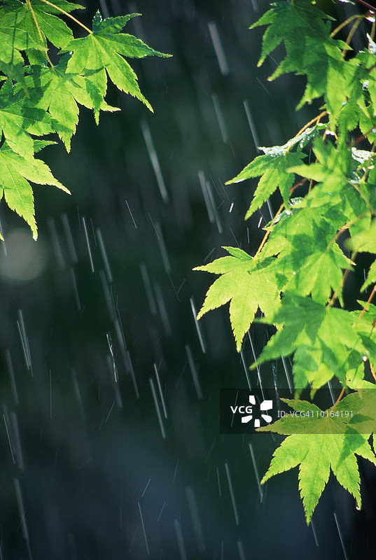 雨中的日本枫叶图片素材