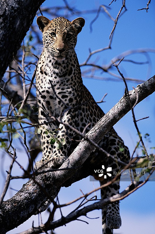 南非树上的非洲豹图片素材