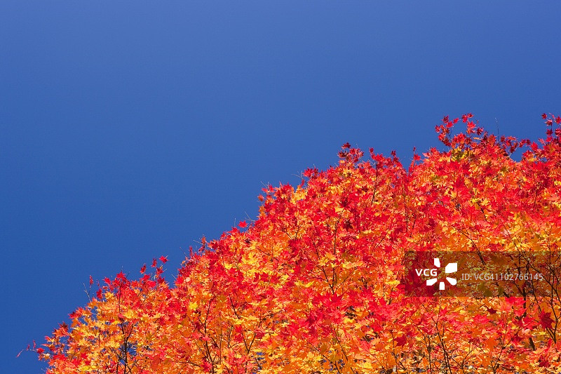 秋天的枫树。日本秋田县和野图片素材