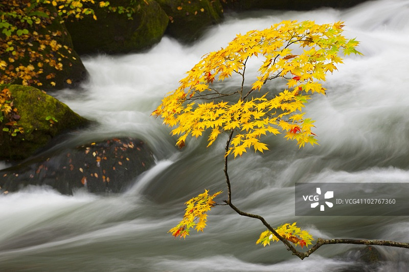 秋天的Oirase河。日本青森县和田图片素材