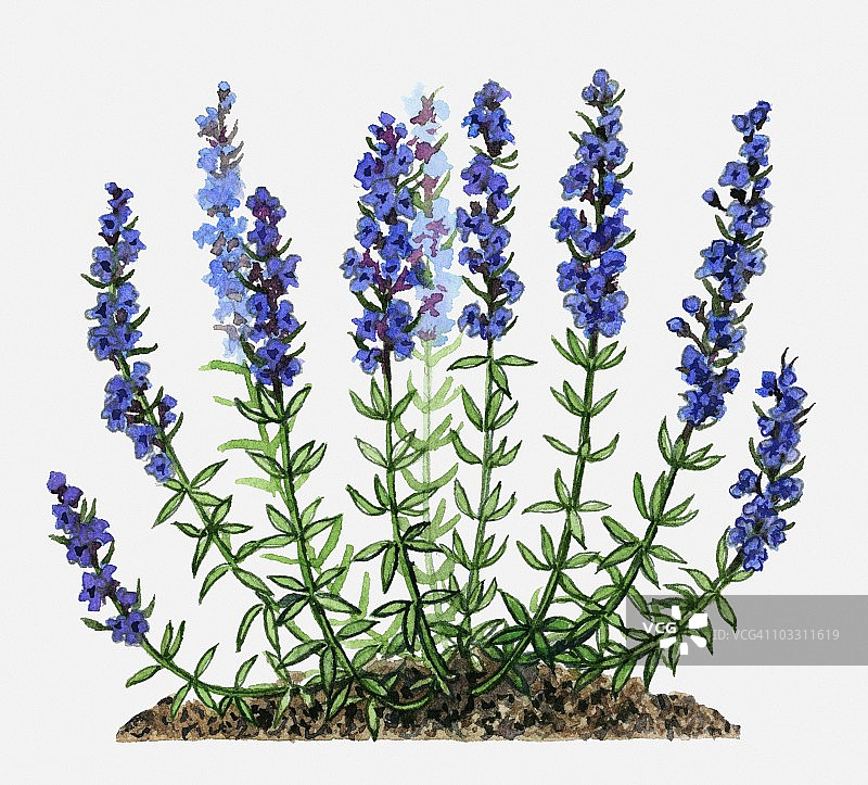 草本牛膝草(牛膝草又名卧牛膝草)，高茎上有紫色的花和绿色的叶子图片素材