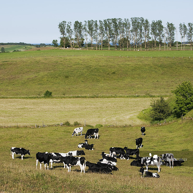 农场景观中的奶牛图片素材