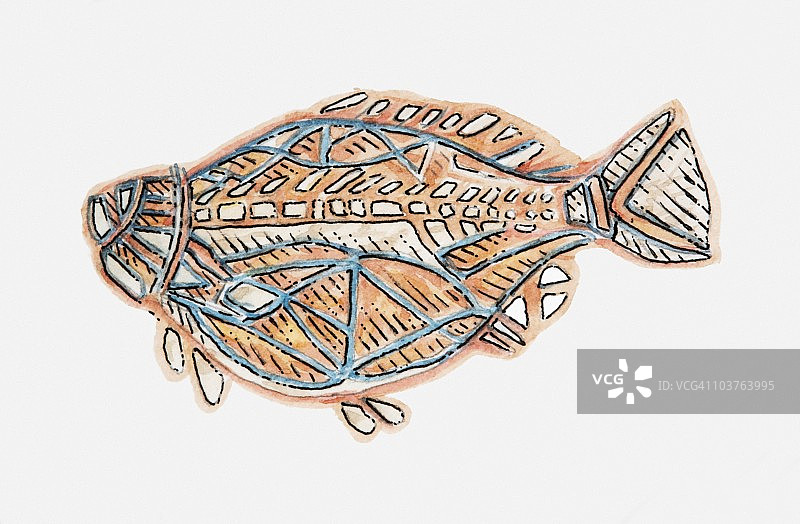 插图的土著洞穴绘画的鱼图片素材