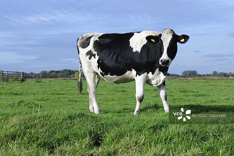草原上的荷斯坦奶牛图片素材