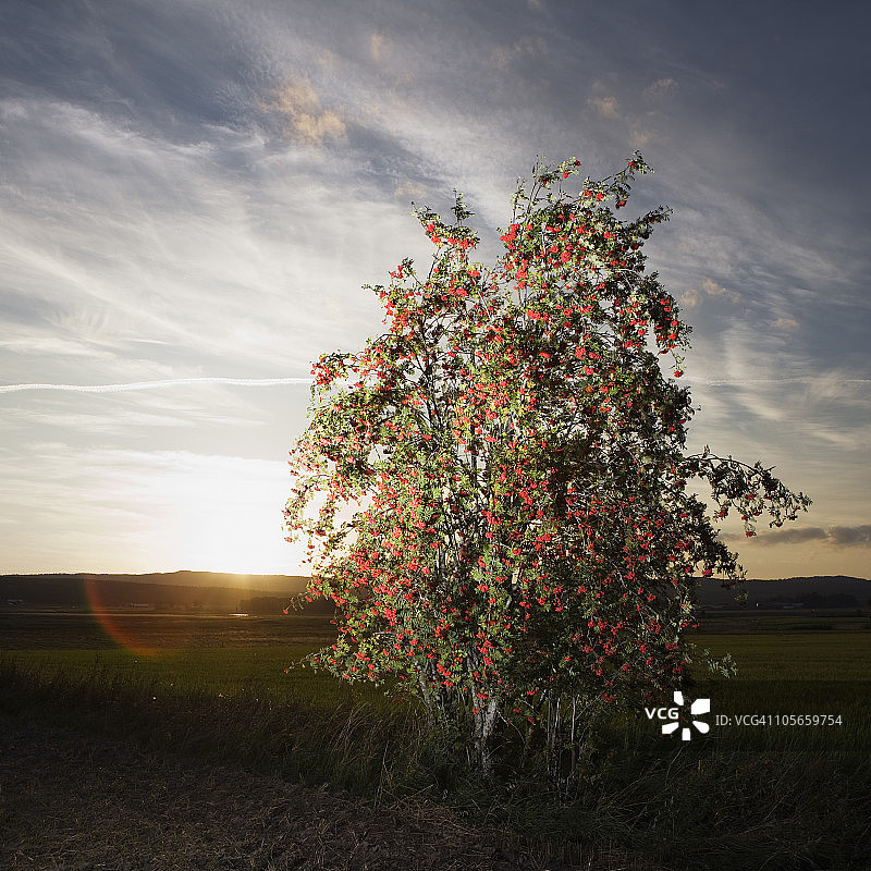 瑞典，孤独的花楸树在日出图片素材