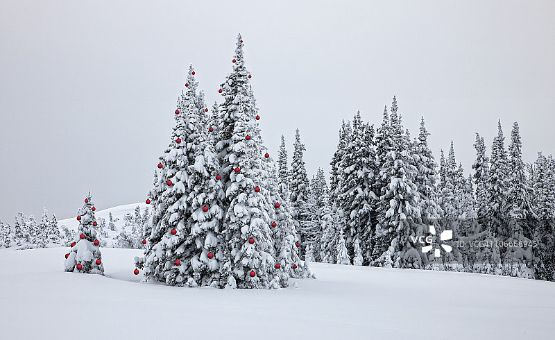 装饰的圣诞树在圣诞森林图片素材