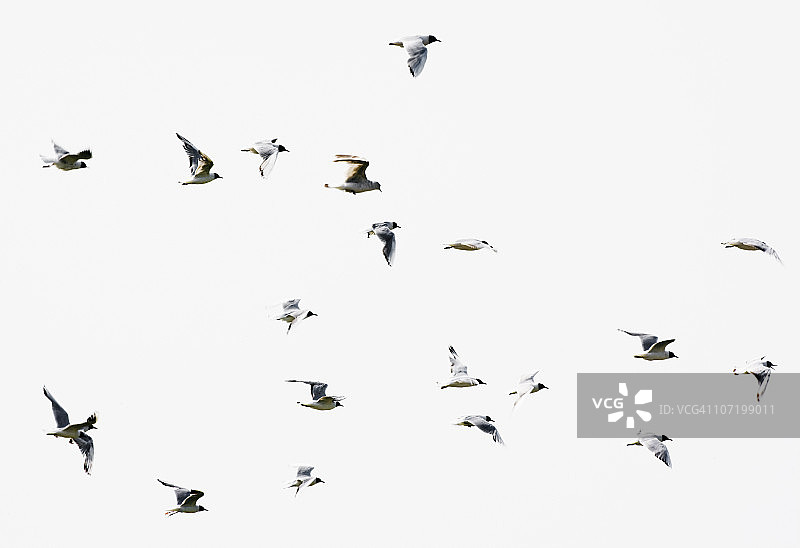 鸟类在飞行中图片素材