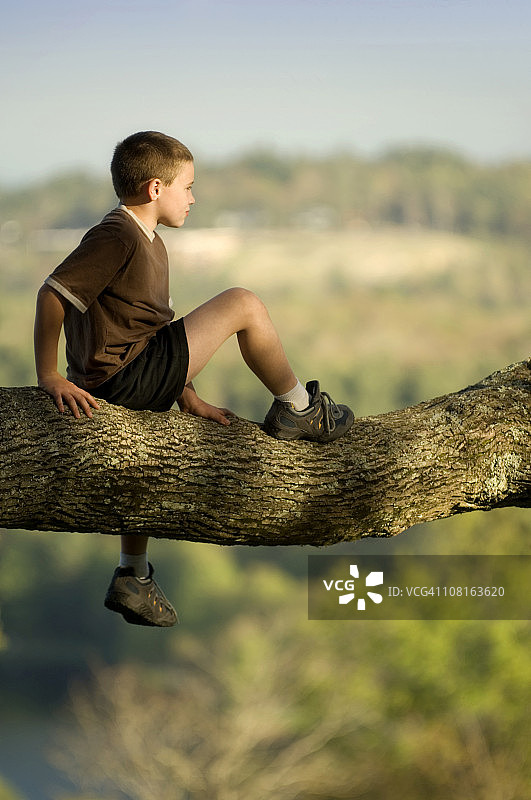 小男孩坐在高高的树上向外张望图片素材