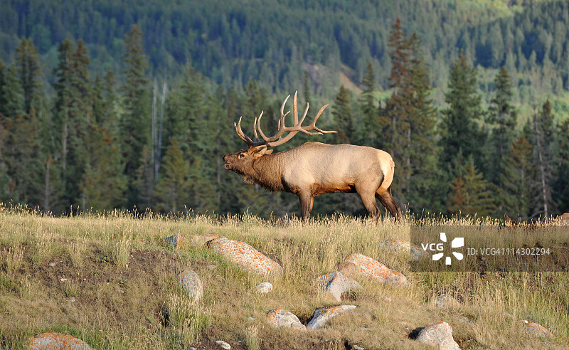 雄性麋鹿在发情季节鸣叫，贾斯珀国家公园，加拿大图片素材