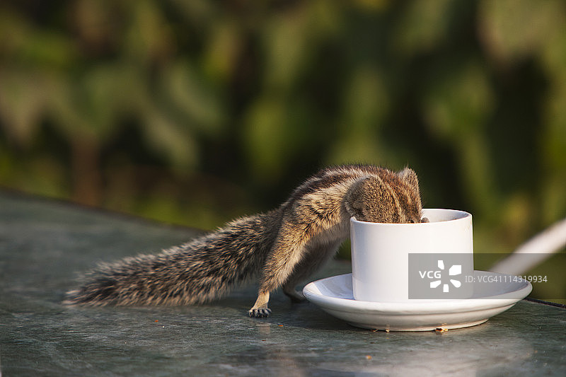 在印度餐馆里，用咖啡杯喝水的松鼠图片素材