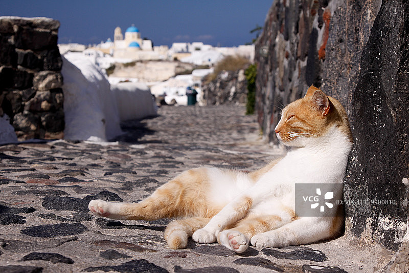 希腊圣托里尼岛伊亚的流浪猫图片素材