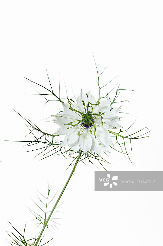 白色的爱在雾(Nigella damascena)，六月图片素材