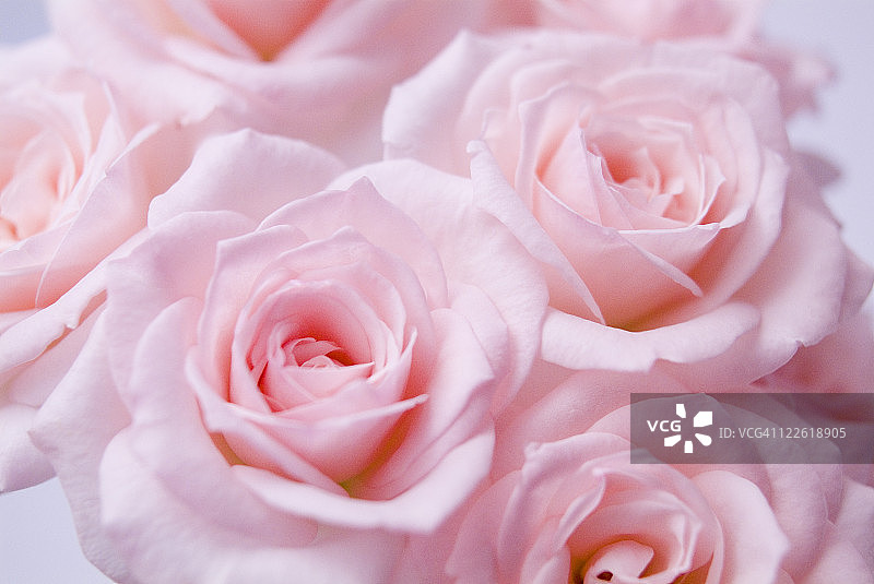 粉色的玫瑰图片素材