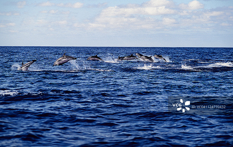 条纹海豚，stenella blueoalba，鼠海豚，亚速尔群岛，葡萄牙图片素材