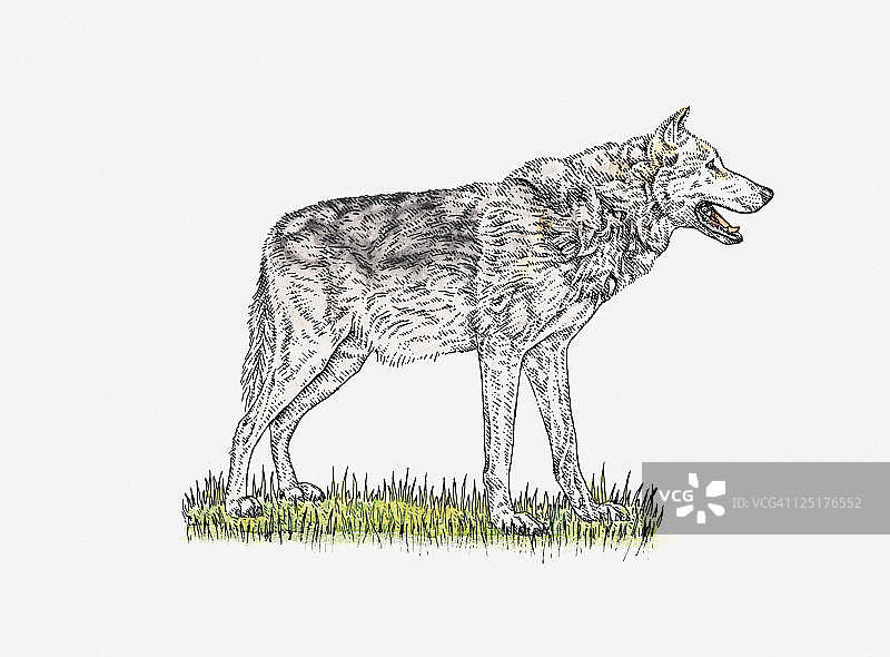 灰太狼站在草地上图片素材