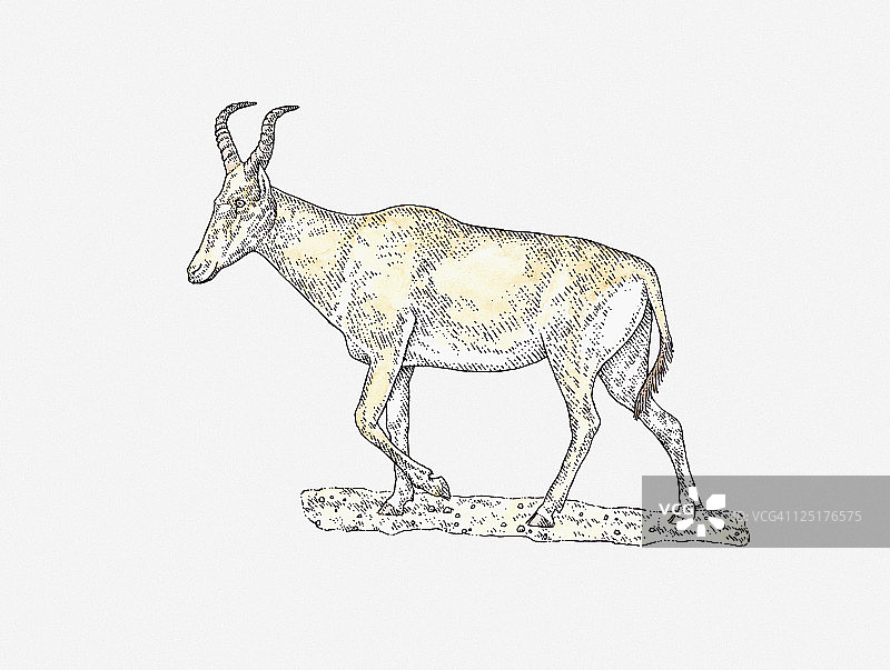 在干旱的地面上行走的鹿羚插图图片素材