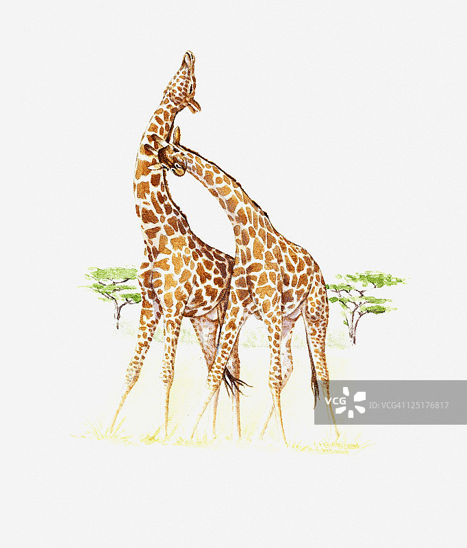 草原上的两只长颈鹿(骆驼长颈鹿)图片素材