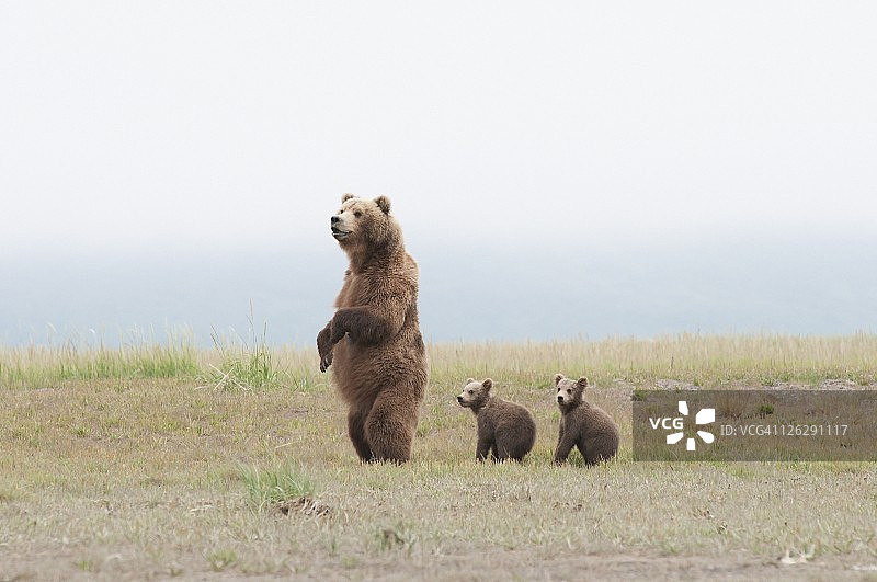 一只棕色灰熊(ursus arctos horribilis)和小熊们站在一起图片素材