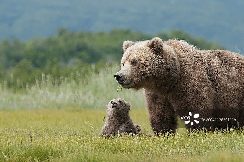 一只棕色灰熊(ursus arctos horribilis)和一只幼崽图片素材