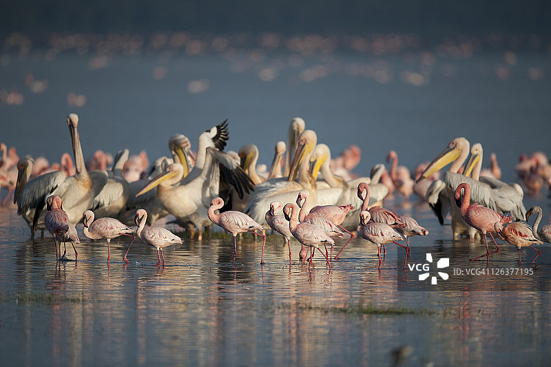 非洲，肯尼亚，纳库鲁湖，大火烈鸟，红凤凰和大白鹈鹕图片素材