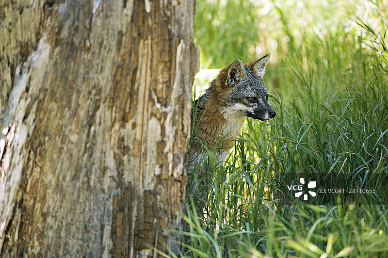 野生岛狐，圣克鲁斯岛，海峡群岛国家公园，加利福尼亚州，濒临灭绝图片素材