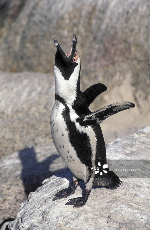 非洲企鹅给予狂喜的呼唤。SPHENISCUS DEMERSUS。野外。开普敦半岛，南非。图片素材