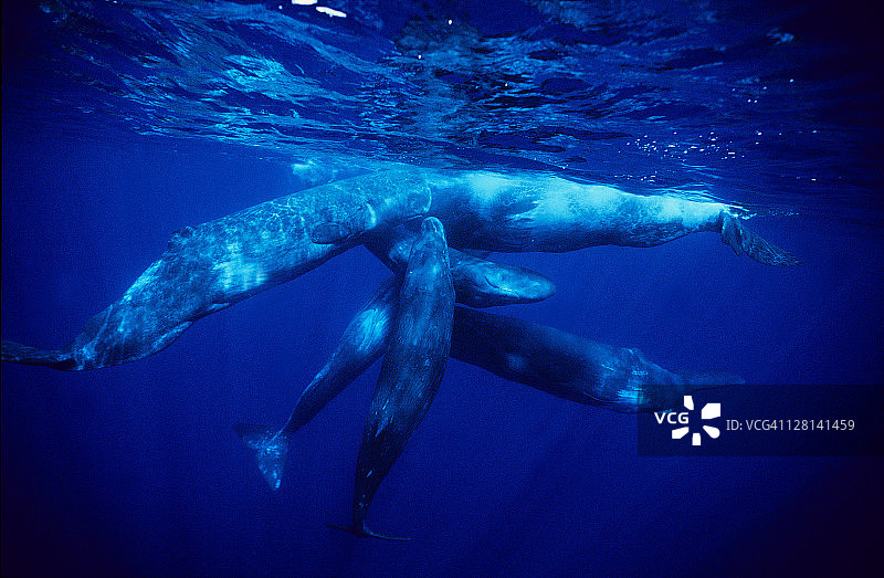 葡萄牙亚速尔群岛，保护幼鲸的抹香鲸图片素材