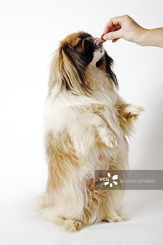 北京人的/小狮子狗。中国古代的玩具狗品种，毛长而粗。像哈巴狗一样受欢迎。图片素材