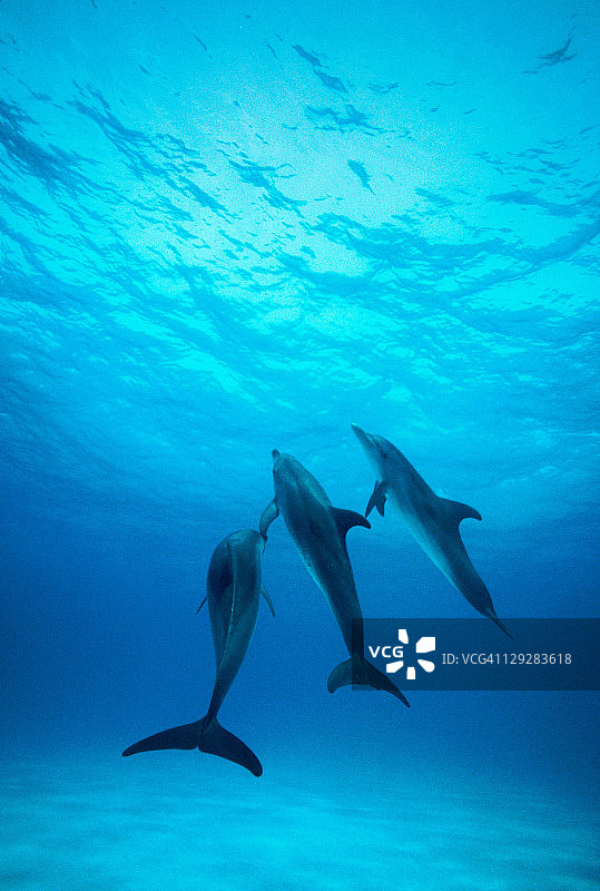 水下大西洋斑点海豚图片素材