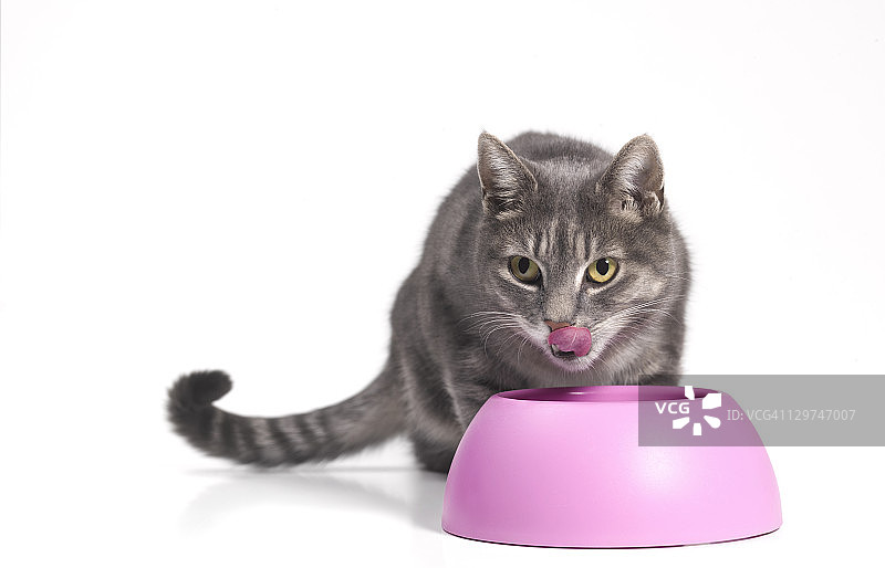 猫吃食物与舌头与复制空间图片素材