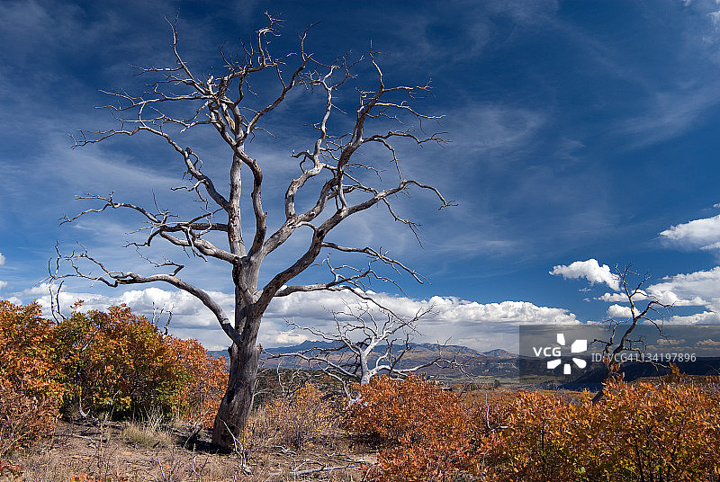 树，梅萨维德国家公园，科罗拉多州图片素材